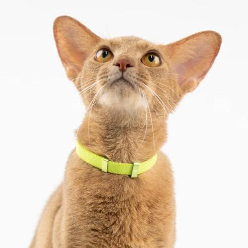 IDA Golden Award-Winning Safety Cat Collar - Quick-Release Non-Breakaway Adjustable Elastic Collar for Kittens & All Cats (5.9\